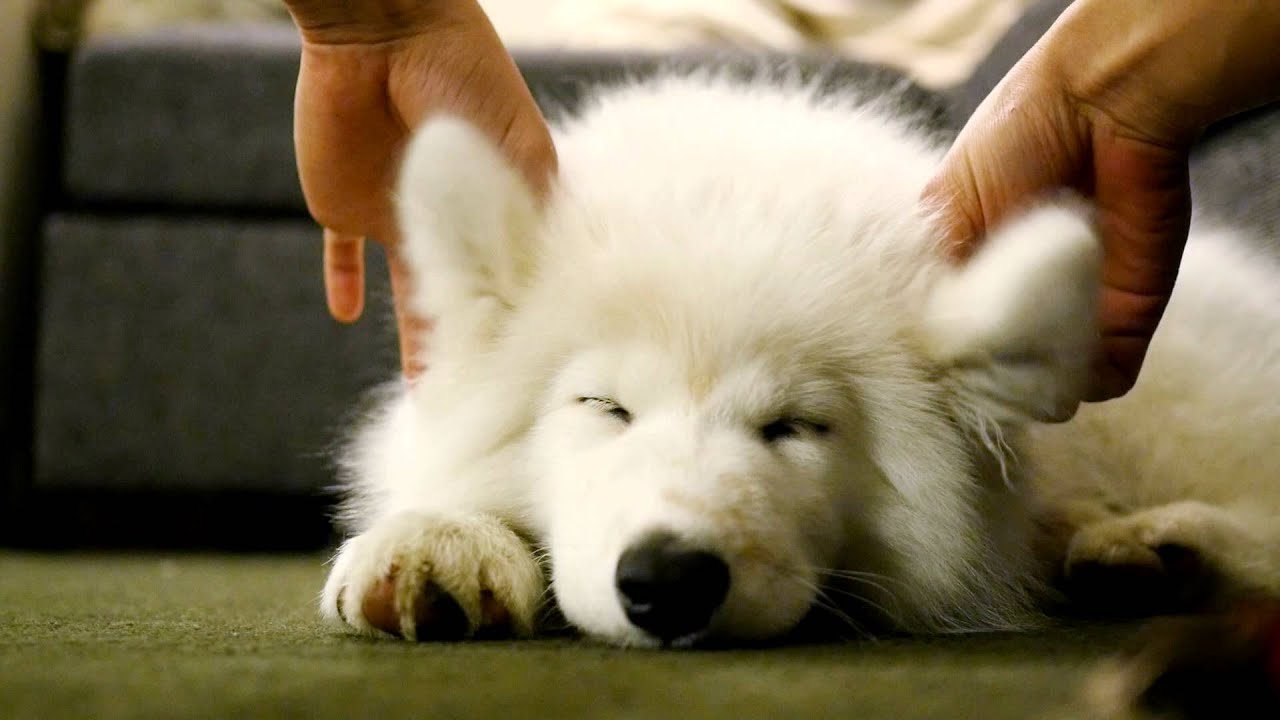 Samoyed Puppy Floppy Ears