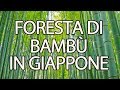 LA NOSTRA FORESTA DI BAMBÚ - Vi portiamo a raccogliere i germogli del bambù