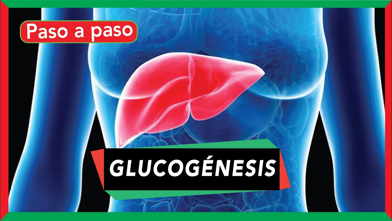 GLUCOGÉNESIS (síntesis de glucógeno) [pasos y regulación]