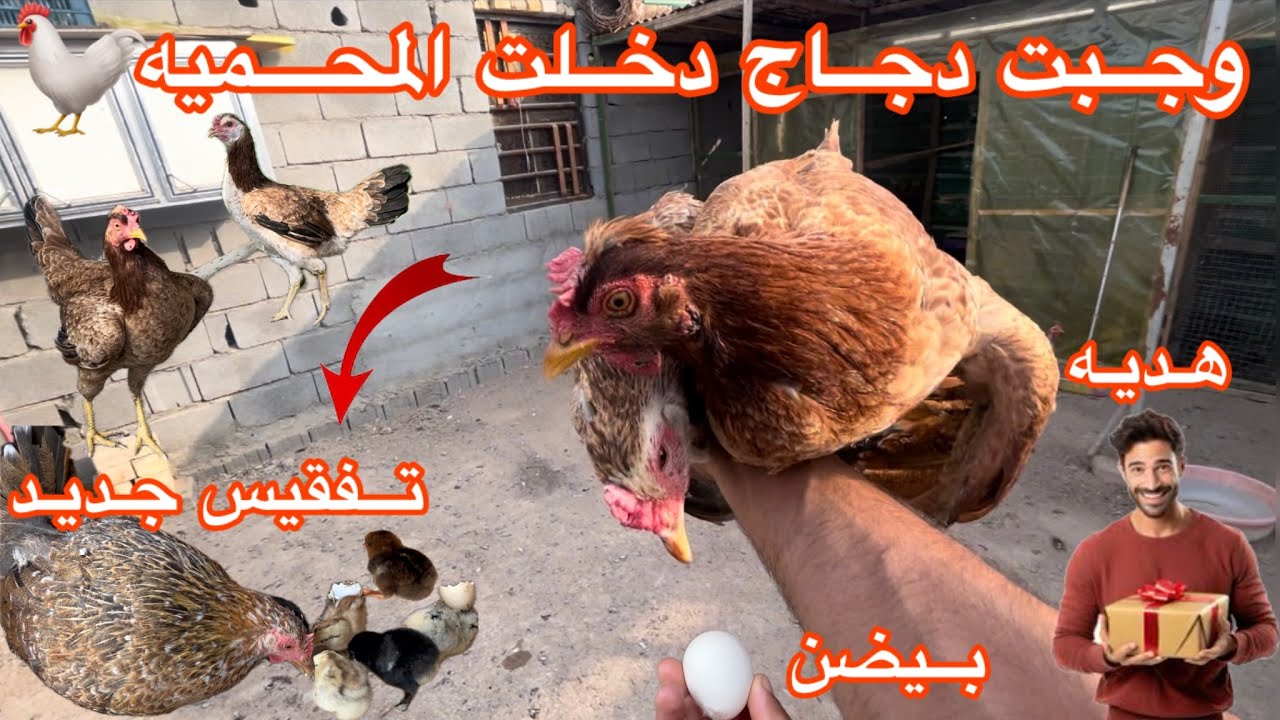 فقست🐣ورد الباكله🐔جبتلكم وجبت دجاج🐔اوحيد 🐓سوه كارثه😱لايك 👍وشتراك🥰حبايبي شاركو الفيديو🥰😘