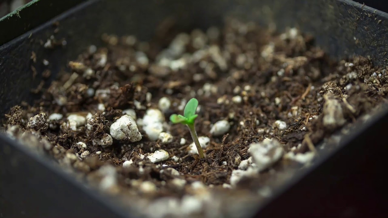 Cannabis seed germination time lapse. 707seedbanks lemon dawg YouTube