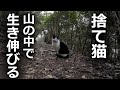 【捨て猫か】山の中で泣いている野良猫たちが生きていた！