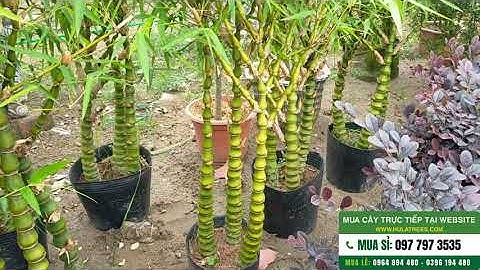 Bán khóm trúc phật bà trong chậu đảm bảo