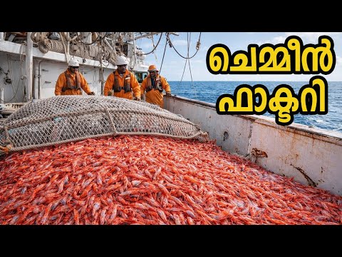 കോടിക്കണക്കിനു ചെമ്മീനുകളെ പിടിച്ചു പ്രോസസ്സ് ചെയ്യുന്നത് കണ്ടിട്ടുണ്ടോ ? Shrimp Factory
