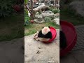Future Basketball Star In The Making | iPanda #shorts #HKpanda