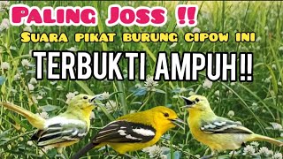 Suara Pikat Burung Sirtu/cipow/cipoh Paling Joss !! Dan Ampuh