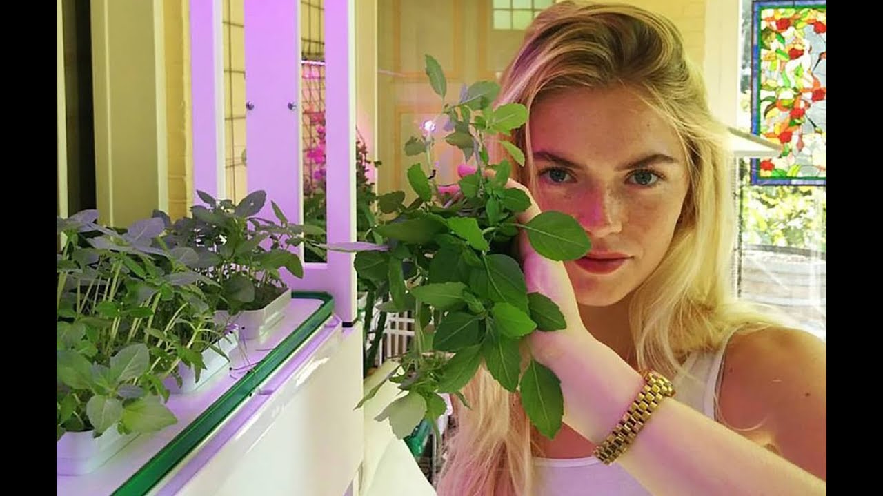 Harvesting Vegger Groenten. More info: www.vegger.nl or info@vegger.nl