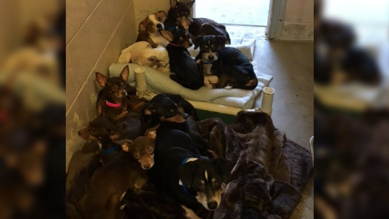 Dog owner dies in trailer with 61 Chihuahuas trapped inside - YouTube