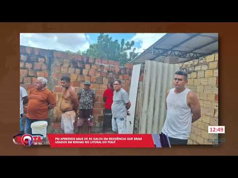 PM prende galos de rinha com sinais de maus-tratos em residência em bairro de Parnaíba 08 07 2024