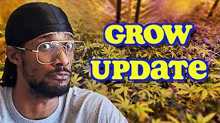 Grow Update : Time To Top Dress