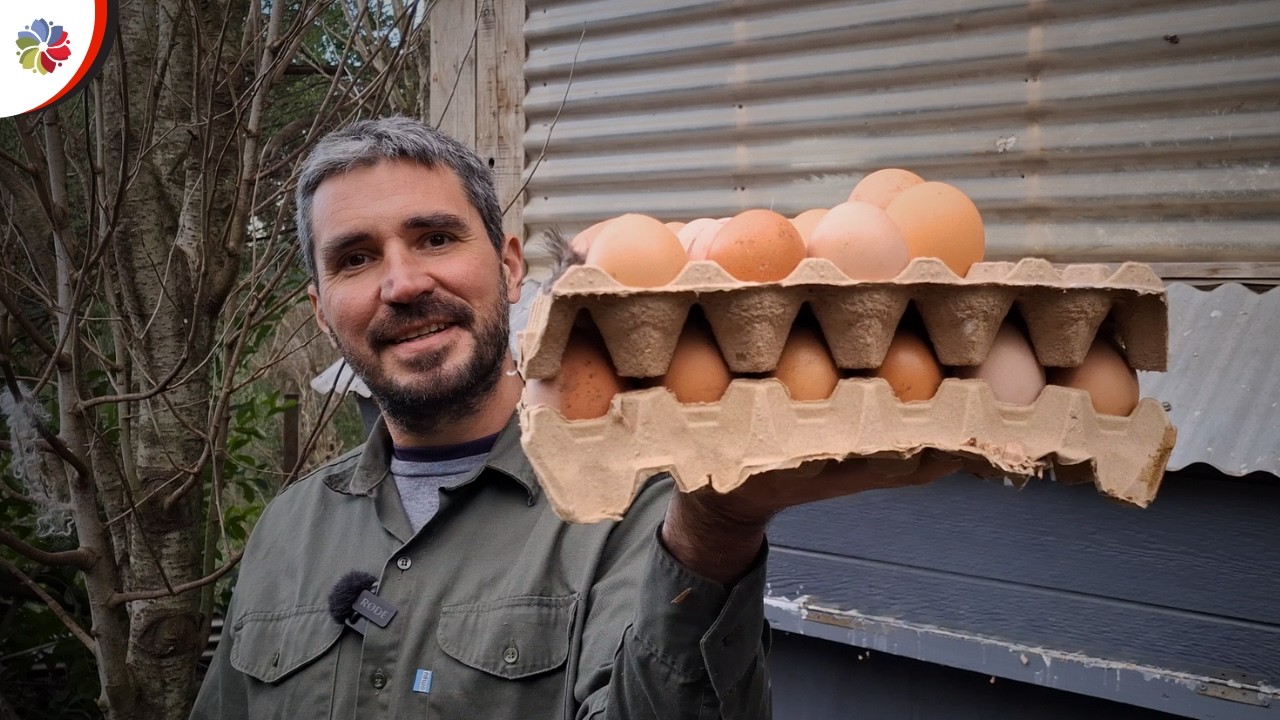 TRANSFORMÉ mi PATIO en una MINI GRANJA 👨‍🌾