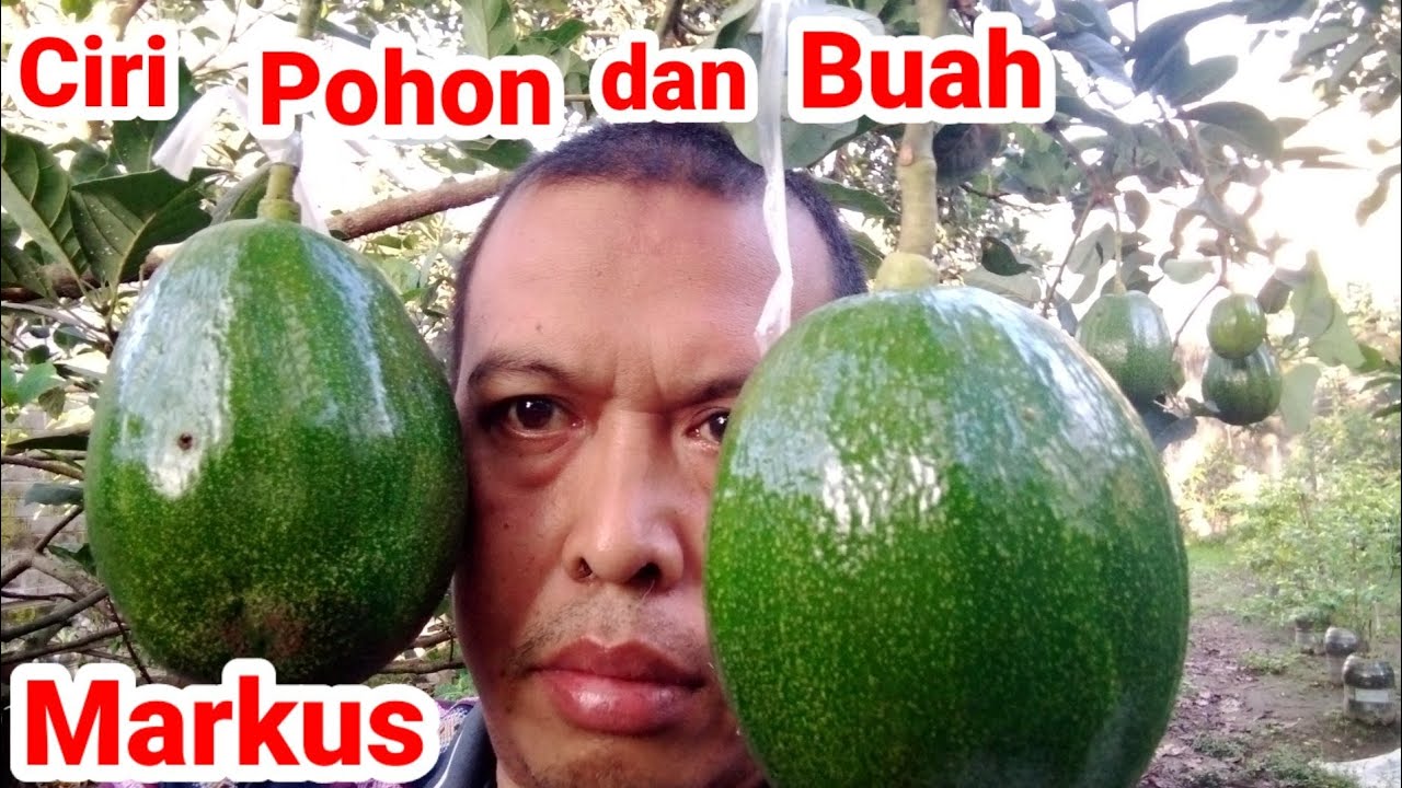 Ciri ciri pohon alpukat Markus dan Buahnya.
