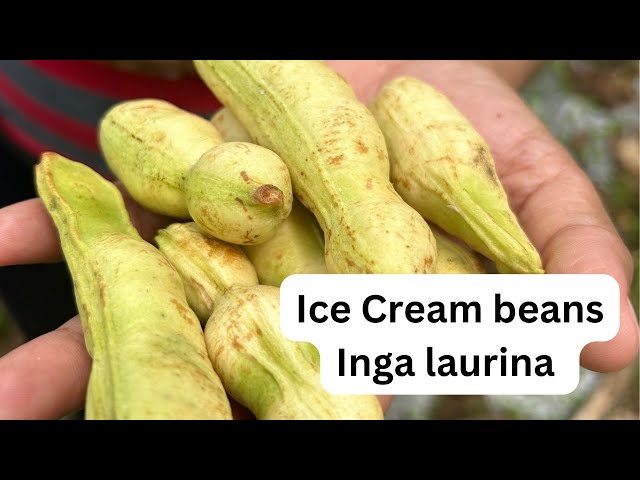 Icecream beans Inga Laurina 