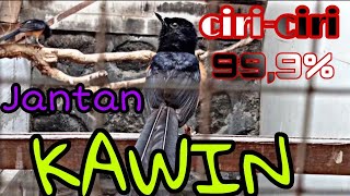 Ciriciri Jantan Murai Batu Mau Kawin Dan Sudah Kawin
