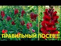 Львиный зев высокорослый!!! Лучший посев!!! Все тонкости!