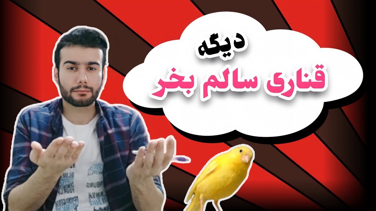 نکته های مهم در خرید قناری : برای خرید قناری سالم به چه نکاتی توجه کنیم