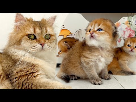 First steps outside the nest — brave or not, here they come! 🐱