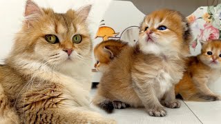 Kittens Are Too Scared To Leave The House by Kitten Love 2,357 views 2 weeks ago 3 minutes, 6 seconds