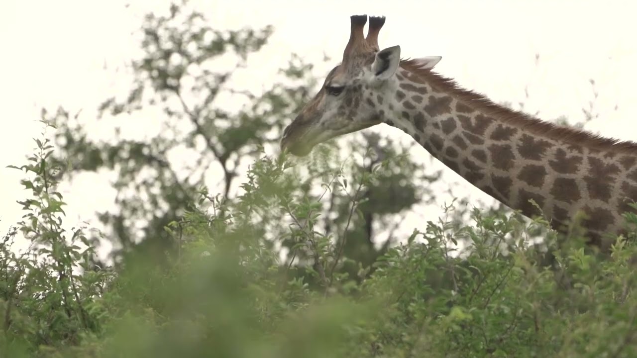 Where nature sets the pace | Klaserie Drift