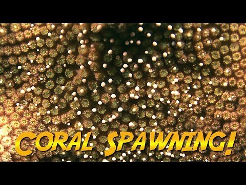 Bonaire Coral Spawning | JONATHAN BIRD'S BLUE WORLD