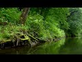 水辺の森林浴～ストレス解消のための音楽【癒しBGM, 超集中BGM, 作業用BGM】
