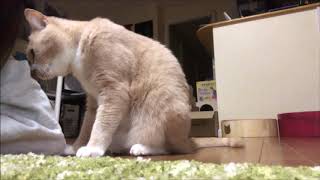 お母ちゃん専属美容師【猫日記こむぎ＆だいず】201912 01