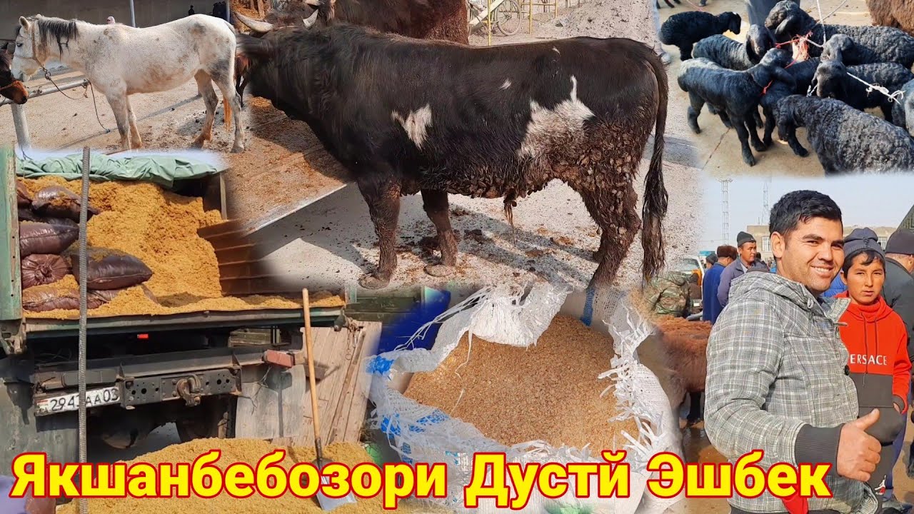 Молбозори Дустй Нархи Кунҷора Ҷарма Буқача асп Гусфанд барра така буз ...