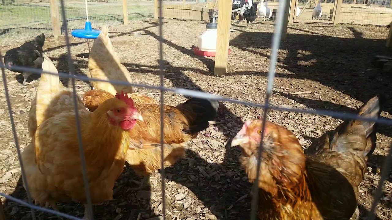 Feeding scraps to the geese and chickens - YouTube