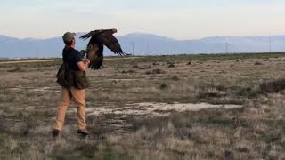 Falconry Hunting with Golden Eagle on Jackrabbits by Trevor Jahangard 6,511 views 5 years ago 58 seconds