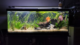 75 Gallon Planted Community Discus Tank - 75 Gallon Aquarium Update
