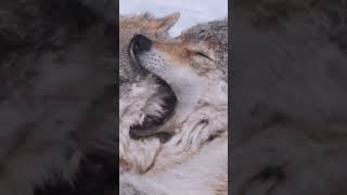 This Female Wolf Rules the Entire Pack #natgeo #WolfVsBear