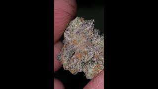 Platinum Kush Breath Remix - in House Genetics | How to Grow Premium Cannabis