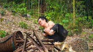 Dwarf Family was Attacked by a Porcupine - Harvesting wild Bamboo Shoots in exchange for rice