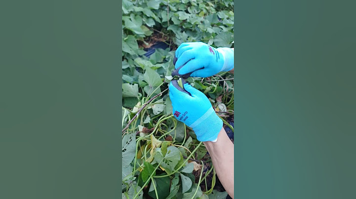 고구마 순 말려서 드세요#겨울#먹거리 #정말  맛 나요