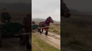 Most beautiful horses in Romania #horse #horses