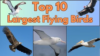 Top 10 Largest Flying Birds | Fun Animal Facts for Kids 🕊️🌎