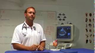 herzkrankheiten der katze youtube