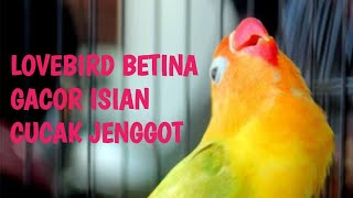 Pancingan Lovebird Betina Gacor isian Cucak Jenggot | Cocok untuk masteran🔥🔥🔥🔥🔥