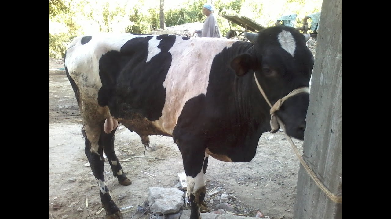 مرض الجلد العقدى فى الماشية Lumpy Skin Disease