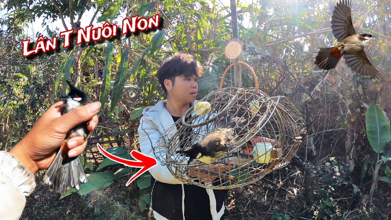 May Mắn Lụm Được Chào Mào Sổng Và Chế Lồng Sập | Hiếu Còi TV