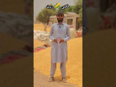 MAIZE PRICE TODAY Gala mandi okara #منڈی_اپڈیٹ #maizeprice #مکئی #maize