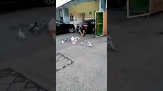 Güvercin Egitim Gel Gelll 😂😂😂