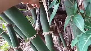 Unik Rebung Ini Tumbuh Di Batang Bambu