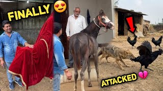 Finally We Reached Bohot Pyara Hai New Pet Last Kadaknath Lost