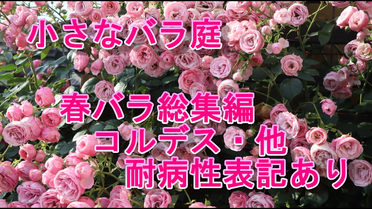 コルデス他春バラ総集編(耐病性表記あり)Kordes Rosen other Roses 