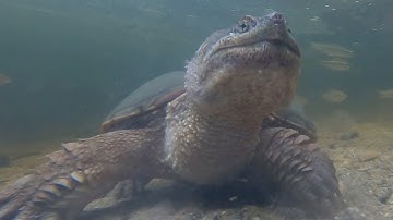 Watch a Snapping Turtle’s Powerful Jaws Strike Underwater!