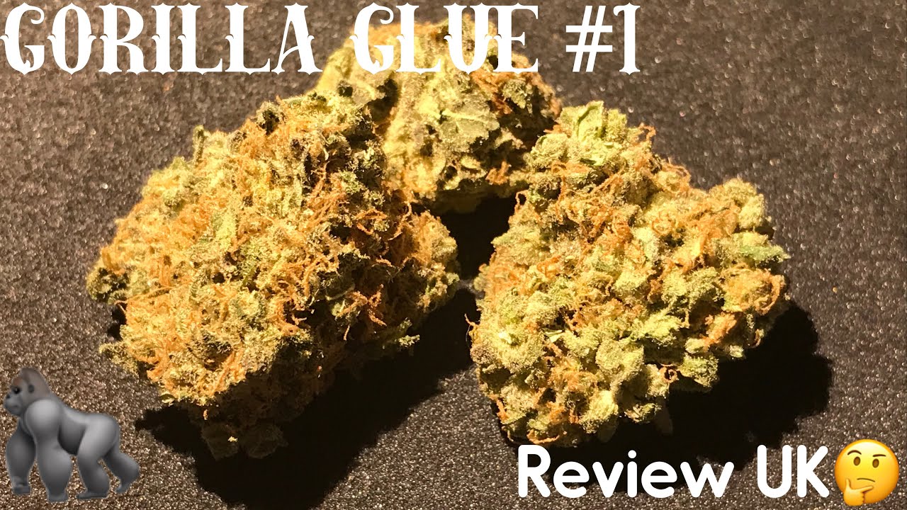 Gorilla Glue 1 Strain Review UK. YouTube