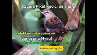 suara pikat kecici belalang paling jitu silahkan coba