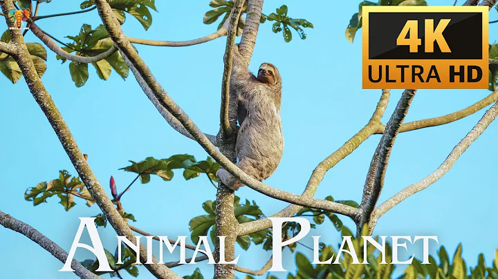 4K Video Animal Planet Ultra HD thumbnail