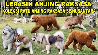 HEBOH !!! Lepasin Anjing Sang Ratu Anjing Raksasa Se-Nusantara